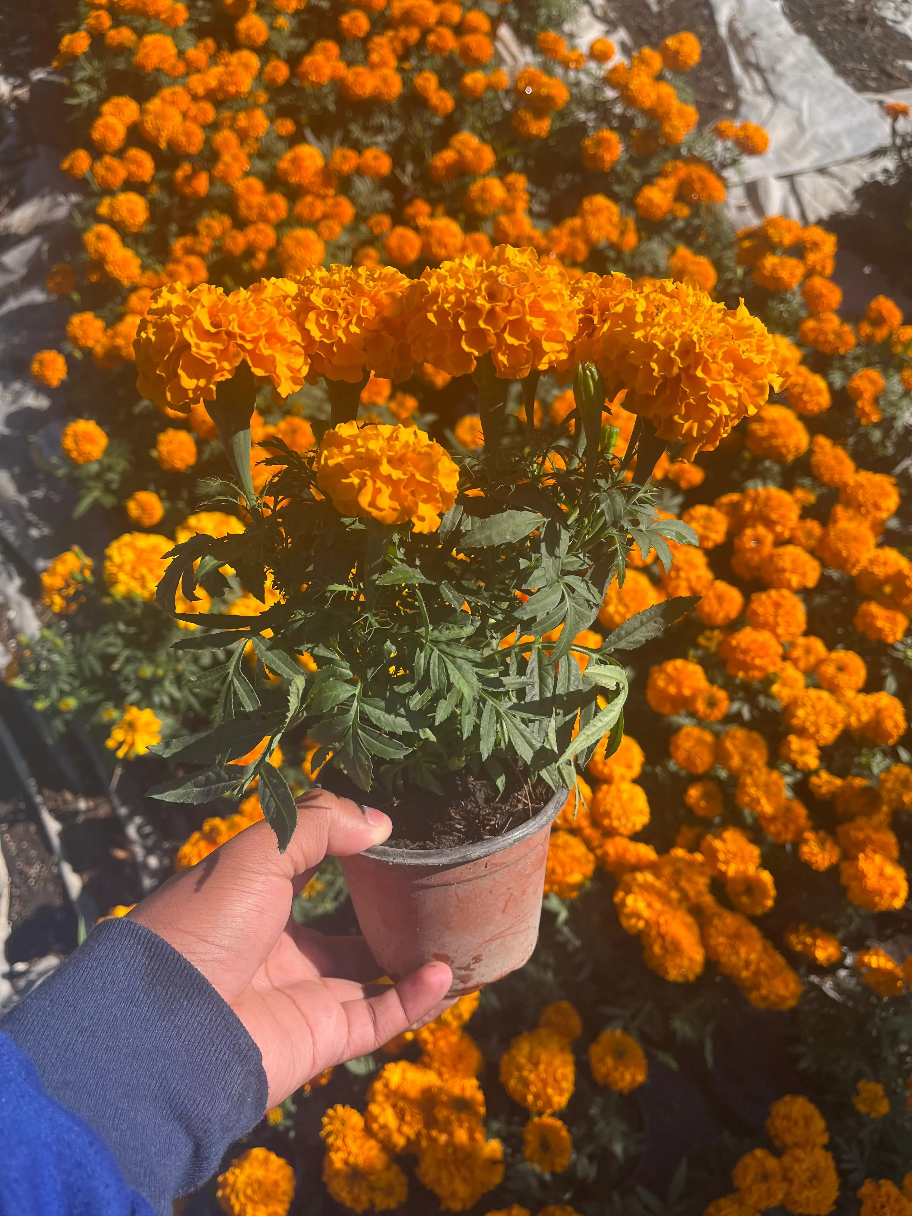 Terciopelo (Celosia)